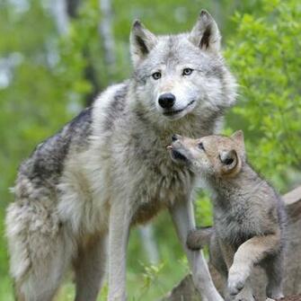 Wolf Puppy Wallpaper