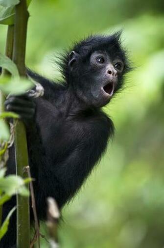 Cute Spider Monkeys Wallpaper