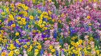 Spring Texas Wallpaper