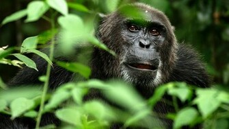 Animal Monkey Gorilla Wallpaper