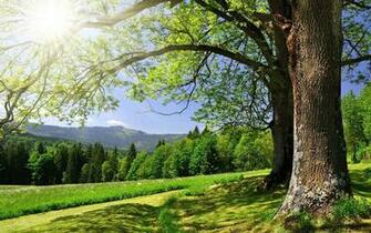 Dream Woods HD Computer Wallpaper Landscape