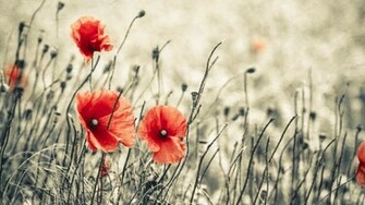 Poppy Computer Wallpaper Desktop Background Id