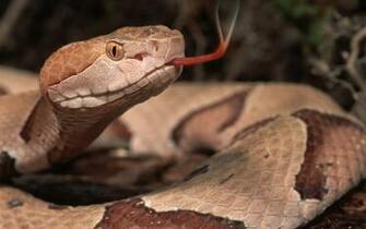 Poisonous Snakes S Background Wallpaper