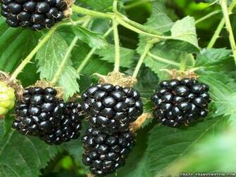Blackberry HD Wallpaper