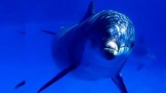 Dolphin Background Net