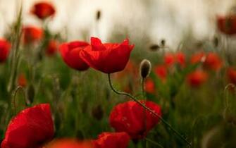 Poppy Computer Wallpaper Desktop Background Id