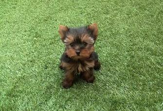Yorkshire Terrier Yorkis Yorki Yorkie