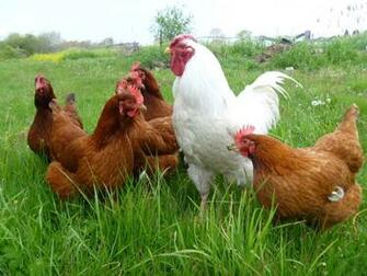 Hens Wallpaper