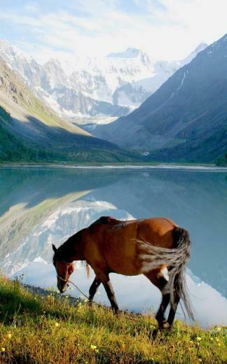 Horse HD Live Wallpaper Is The Animated For