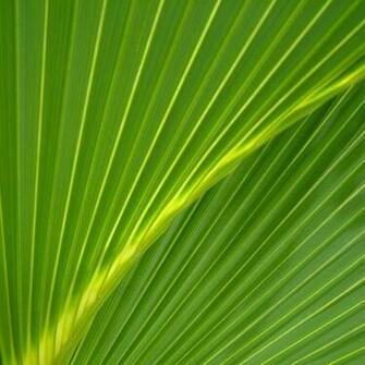 Free download palm leaves WallpaperSuggestcom wallpapers [1280x1024