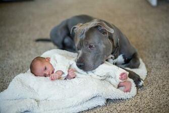 HD Pics Of Baby Pitbulls Dogs 3d Picture Design For