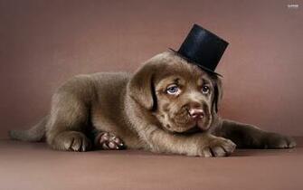 Related Pictures Chocolate Labrador Dog Wallpaper