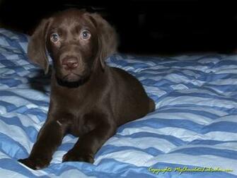 Chocolate Labrador Wallpaper Jackie The Lab