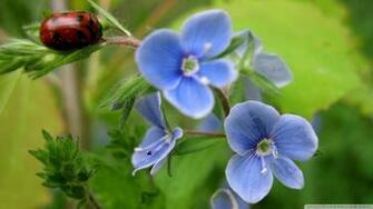 Full HD Wallpaper All Image Are Copyrighted By Their
