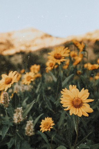 Yellow Flower Aesthetic Wallpaper On