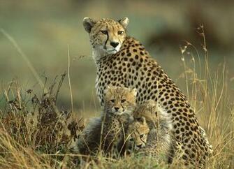 Animal Background