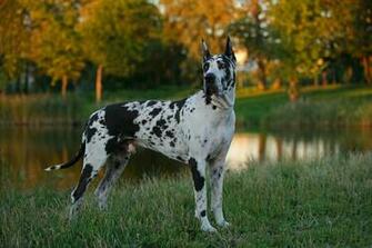 Great Dane Wallpaper Pictures For Desktop