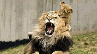 Lion Cubs Wallpaper