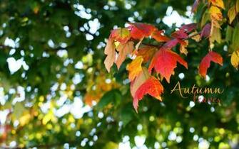 Leaves Wallpaper Winner Of The You Make Call Vote Photo