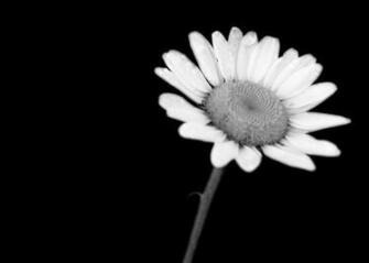 Daisy Black And White HD Wallpaper In Flowers Imageci
