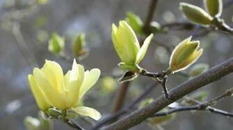 Flower Buds Desktop Pc And Mac Wallpaper
