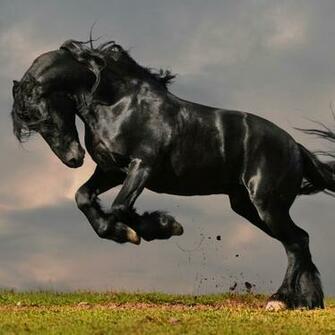 Black Stallion Wallpaper The Story Tree Jenni Cargill Strong