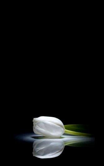 Simple Pleasures Beautiful Flowers Wallpaper Flower Background