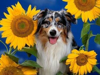 Australian Shepherd Desktop Wallpaper