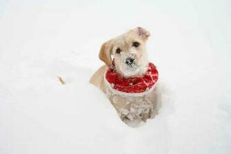Puppy In Snow Wallpaper Computer