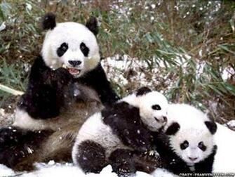 Baby Panda Wallpaper