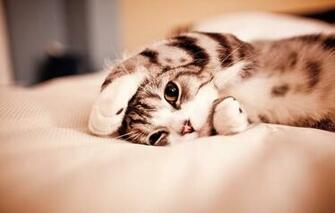 Screensaver And Wallpaper Cats