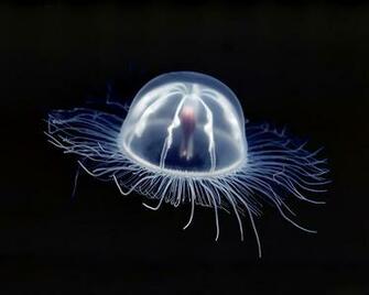 Jellyfish Wallpaper Funny Animals