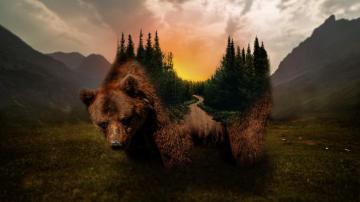 Wallpaper Id Grizzly Bear Forest Sunset Nature