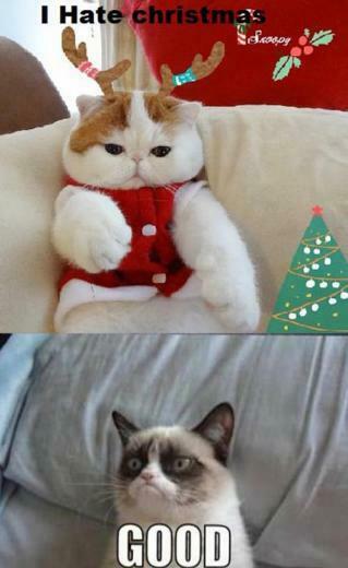 Grumpy Cat Christmas Cake Ideas And Designs