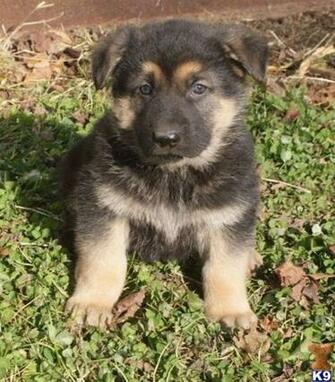 Baby German Shepherd Puppy Love