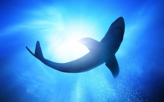 Animal Shark HD Wallpaper