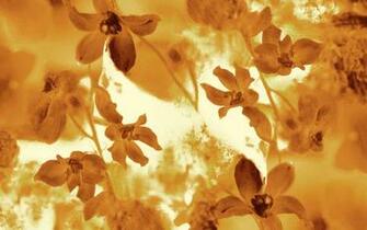 HD Flower Illustrations Design Floral Patterns