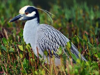 Yellow Crowned Night Heron Wallpaper HD