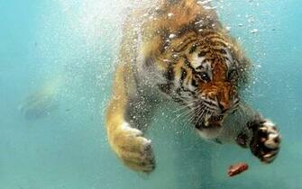 Desktop HD Wallpaper S Angry Tiger