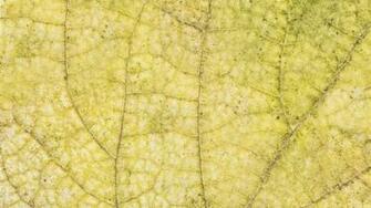 Link To Autumn Leaf Texture Hi Res X Personal