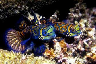 Mandarin Fish Wallpaper Pictures HD Animal