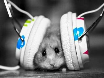Hamsters Desktop Wallpaper Headphones Nature Colors Mice