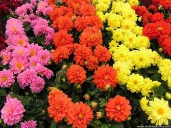 Desktop Wallpaper Flowers Background Dahlias