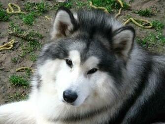 Alaskan Malamute Gizmo Wallpaper HD