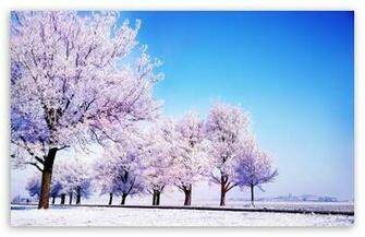 Winter Background HD Desktop Wallpaper High Definition Fullscreen