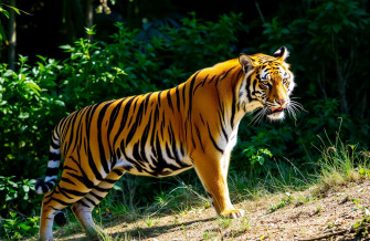 Tiger Wallpaper Full HD