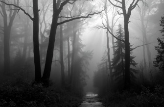 Black And White Nature Wallpaper