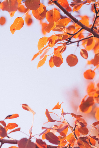 Fall Wallpaper