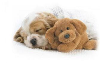 Cute Dogs And Puppies Wallpaper