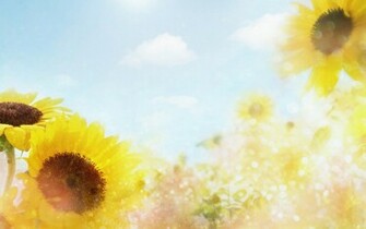 Sunflower Background